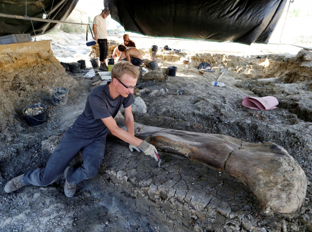 A man inspects the femur of a Sauropod
