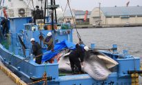 First Whales Caught as Japan Resumes Commercial Hunt After 30 Years