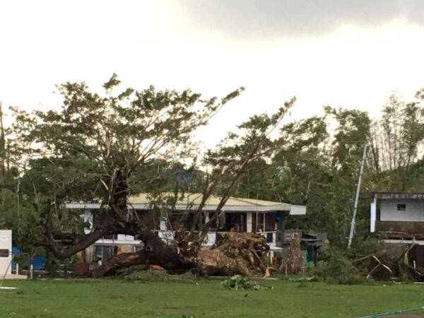 Fallen trees are seen after Typhoon Phanfone