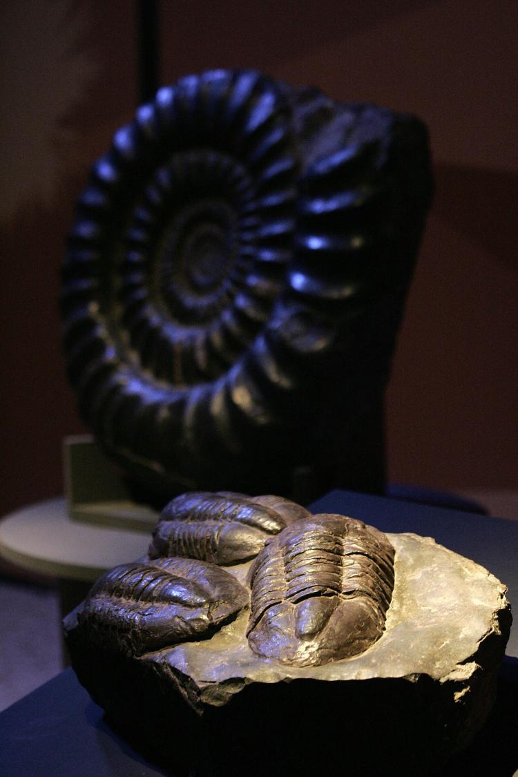 Fossils of three trilobites from Morocco on display in the exhibition 'America Migrante' (Migrant America) during the Universal Forum of Cultures Monterrey 2007, in Monterrey, Mexico, in October 2007. (Alejandro Acosta/AFP/Getty Images) Fossils of three trilobites from Morocco on display in the exhibition 'America Migrante' (Migrant America) during the Universal Forum of Cultures Monterrey 2007, in Monterrey, Mexico, in October 2007. (Alejandro Acosta/AFP/Getty Images)